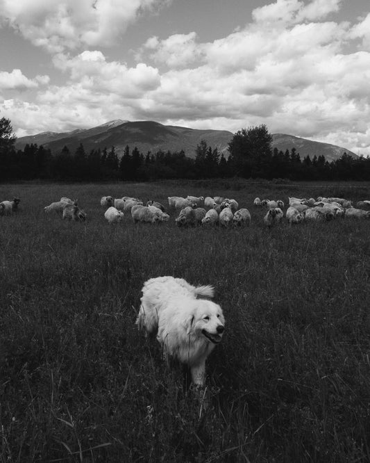 Asking Questions About Fast Fashion with Holiday Sales