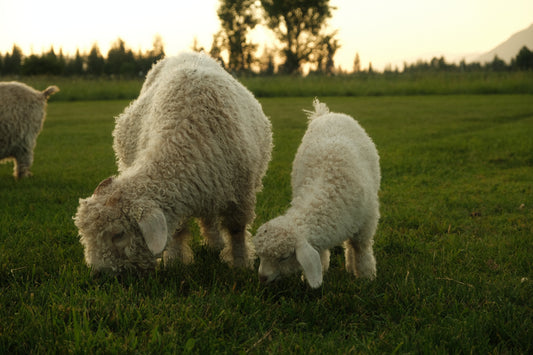 Soils, Baby Goats, and Sock Making