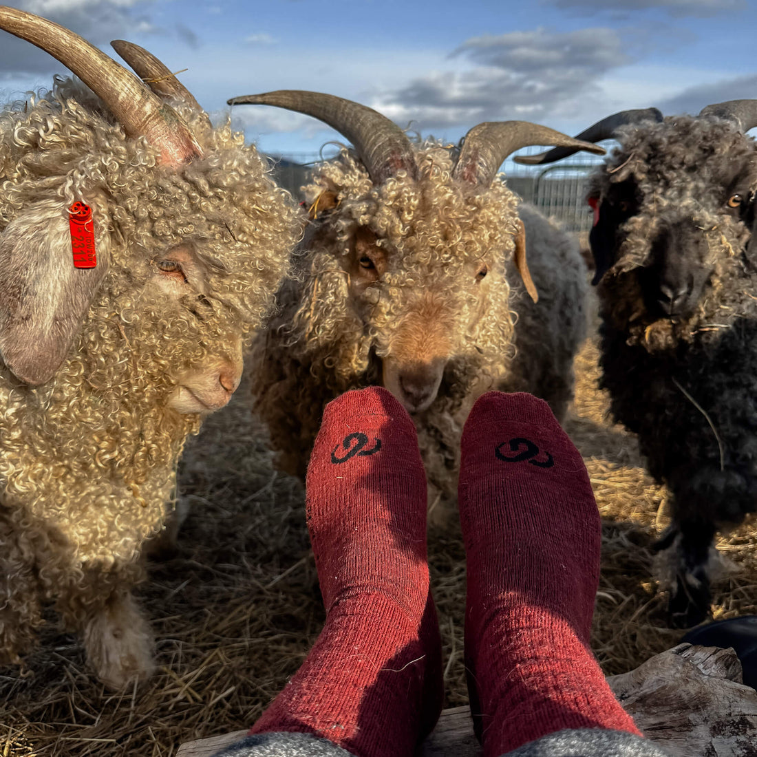 Preparing for Winter and Sarah's Favorite Caprine Mohair Socks