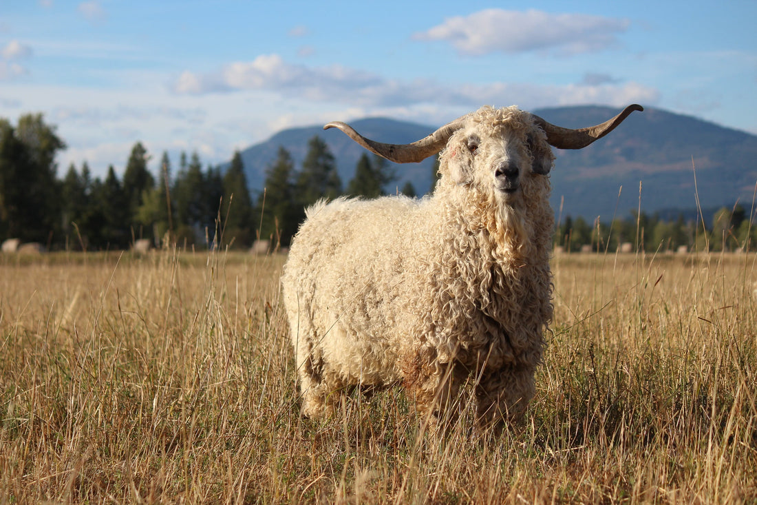 On Thanksgiving and Fast Shopping...