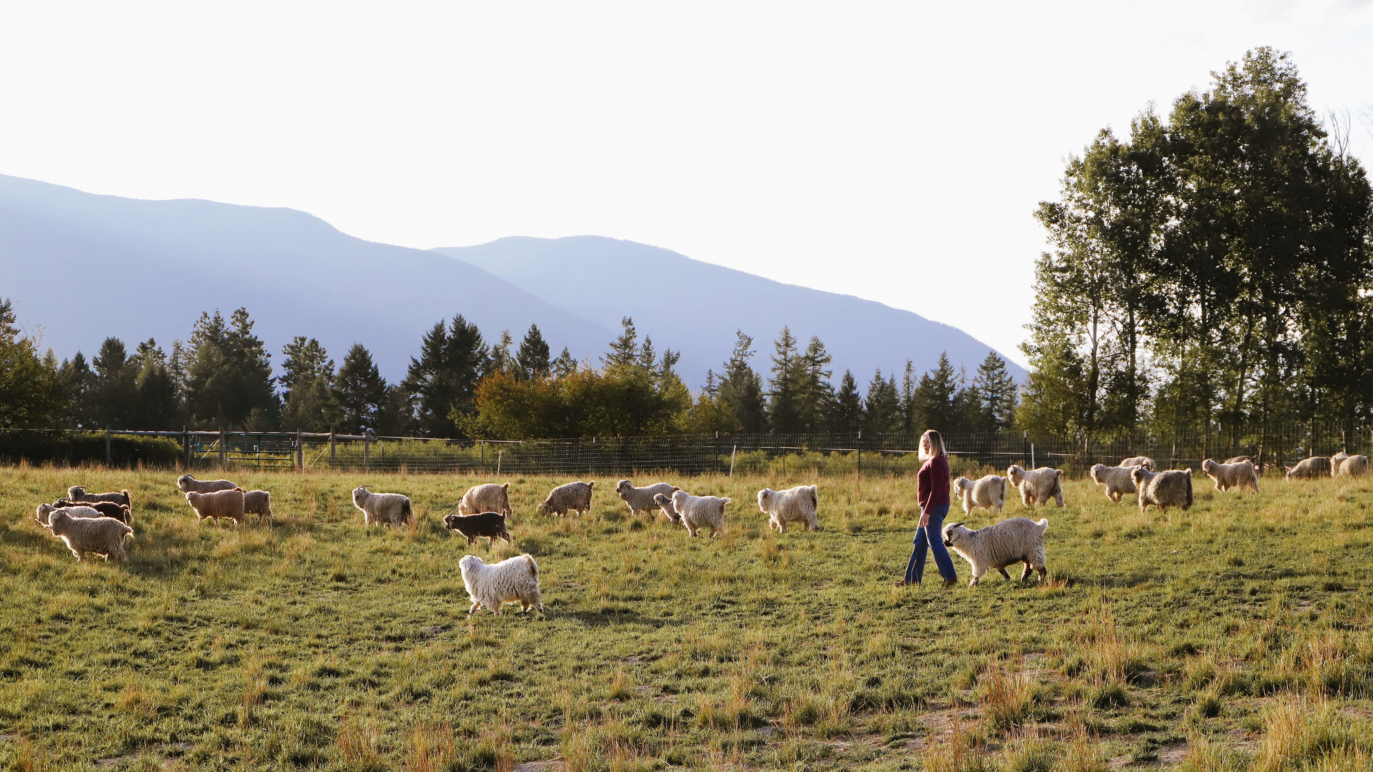 Welcome to our first edition of Letters from the Ranch! – Caprine