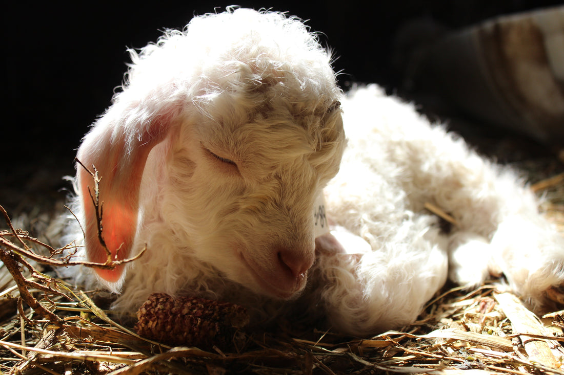 Rare Angora Goat Joins Caprine Herd