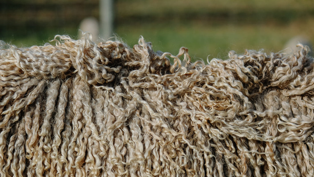 Spring Shearing on the Ranch
