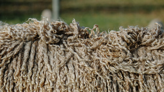 Spring Shearing on the Ranch