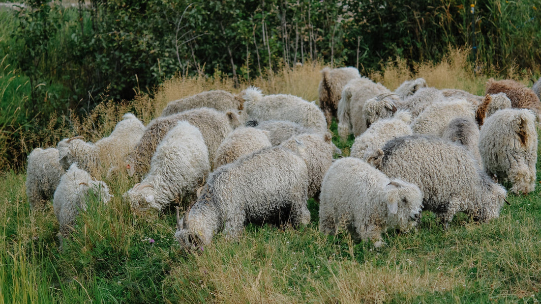 On Raising Angora Goats with Love and Compassion
