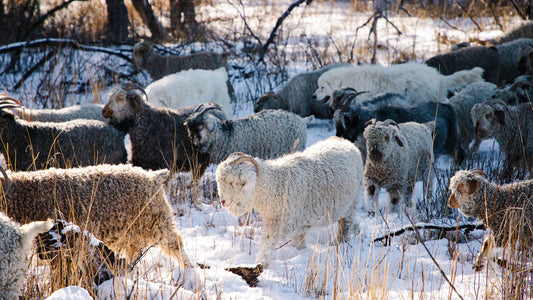 Looking Back and Going Forwards with Caprine