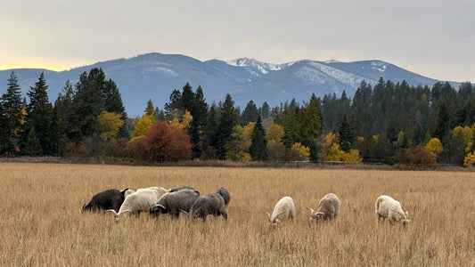 How We Grow the Softest Colorful Mohair with Angora Goats