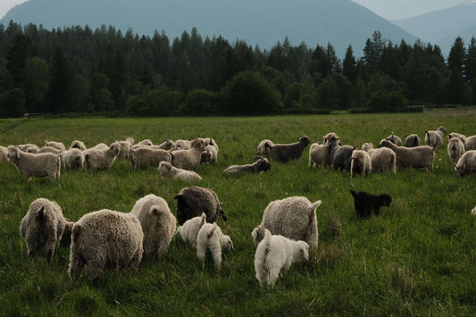 Life and Loss on the Caprine Ranch