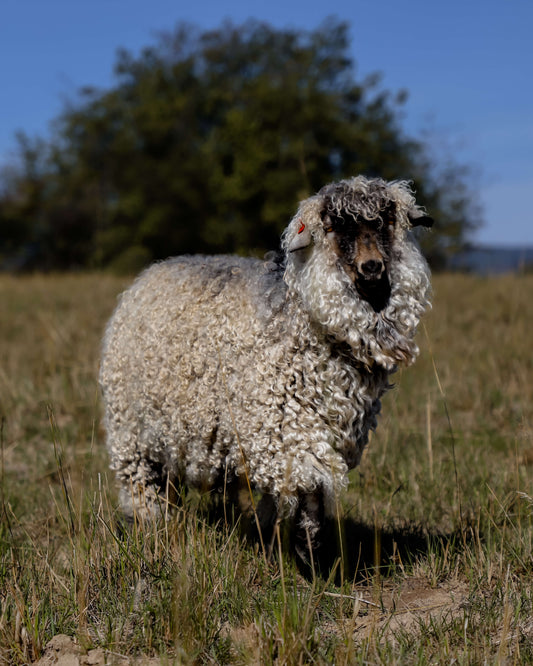 Enya's Story and Being a Good Shepherd