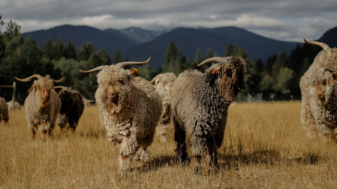 Nikki Reed includes Caprine in Favorite Women-Led Brands List