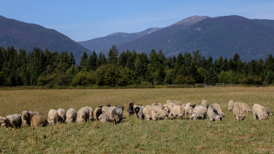 Why We use Mohair and Wool in our Socks and Throws