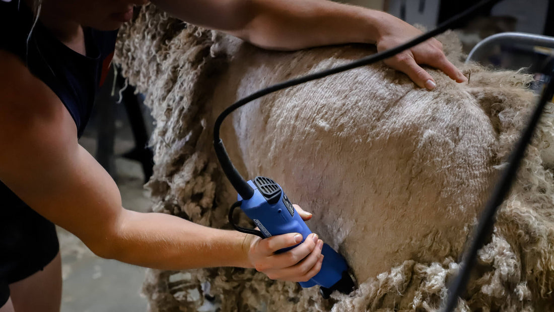 Fall Shearing Season and Natural vs Synthetic Fibers