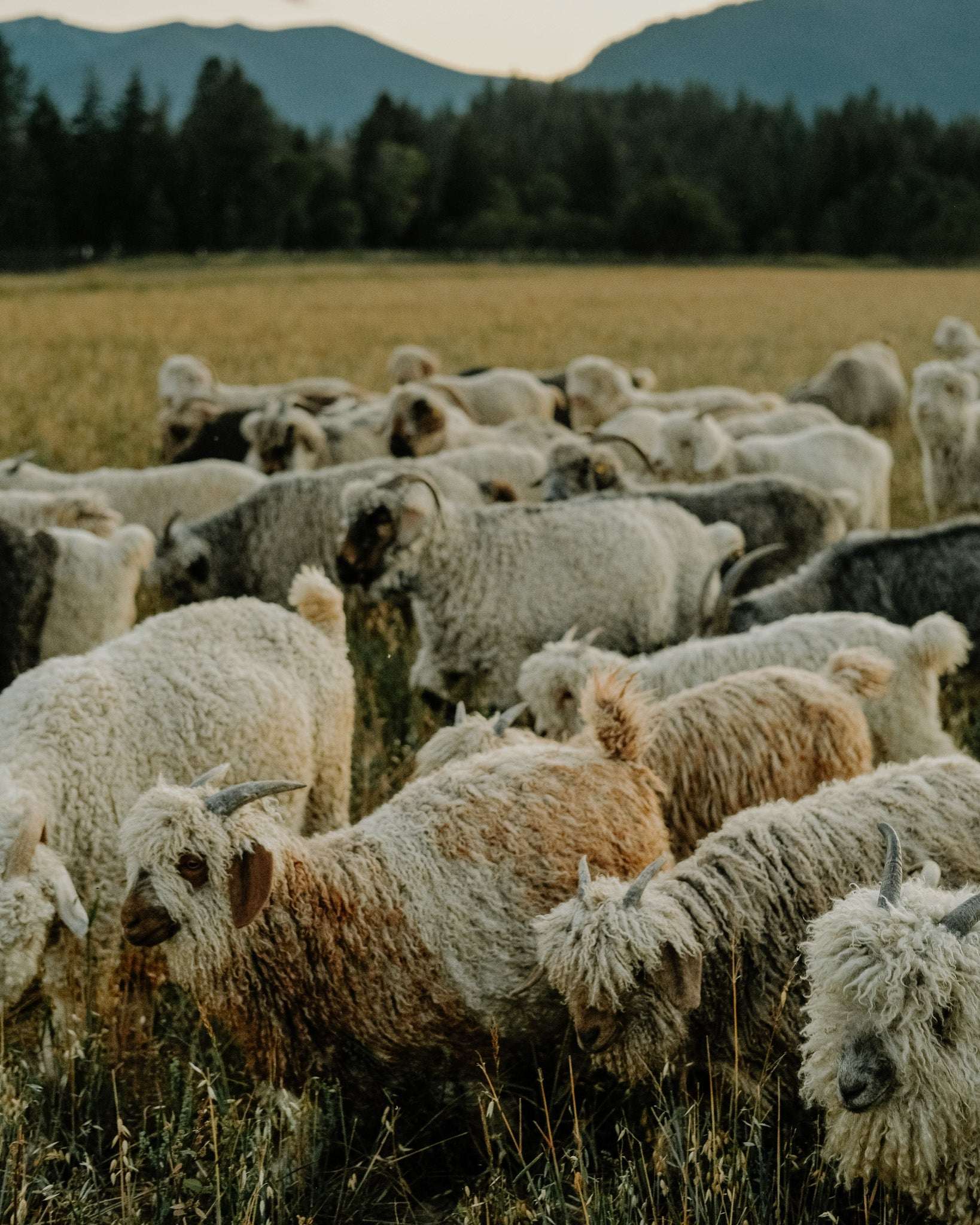 The Mohair Throw Blanket